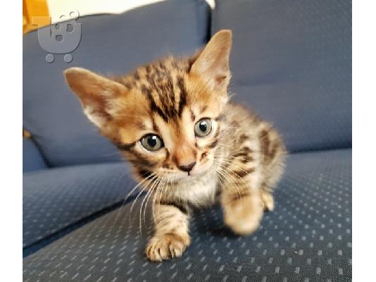 bengalski